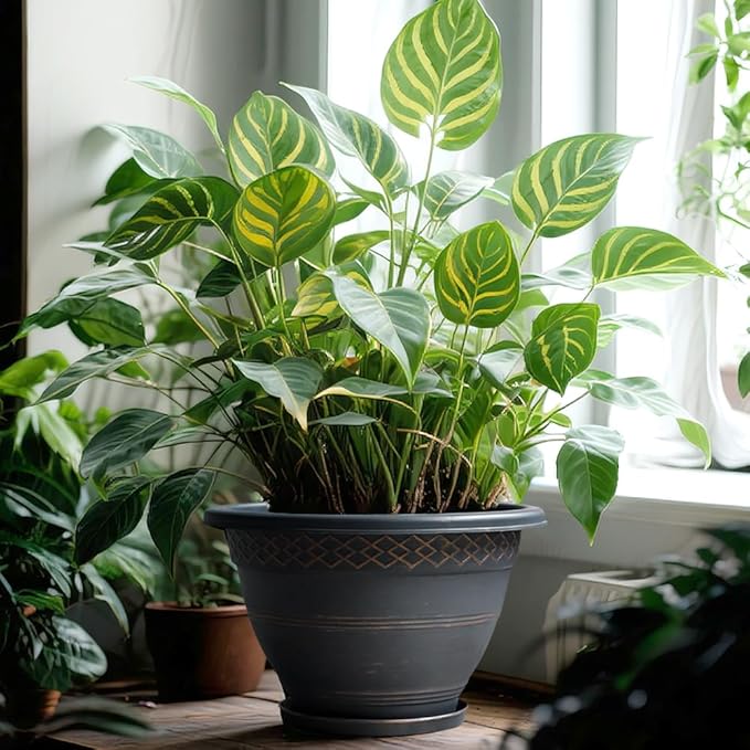 10 Inch 4 Pack Large Plant Pots, Plastic Flower Pot for Indoor & Outdoor with Drainage Holes & Saucer, Plaid Pattern Planters Garden Pots for Herbs-HomvellaHome