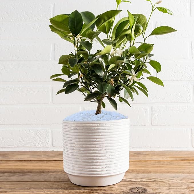 10LB Succulent and Cactus Gravel, 1/5 Inch White Natural Decorative Polished Pebbles for Landscaping, River Rocks for Plants, Vases, Aquariums, Terrarium and Outdoor Gardening-HomvellaHome