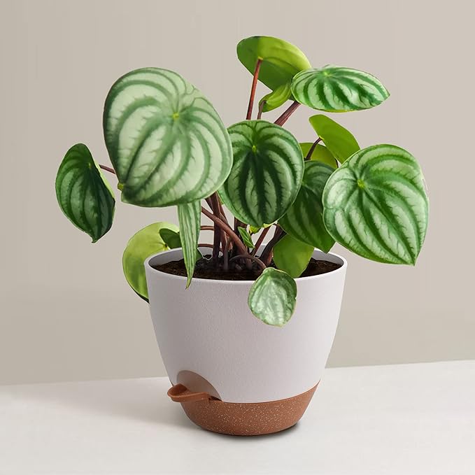 Giraffe Creation Plant Pots Set of 5 (10/9/8/7.5/7 inch), Self-Watering Indoor & Outdoor Flower Planters with Drainage Hole and Reservoir, White-HomvellaHome