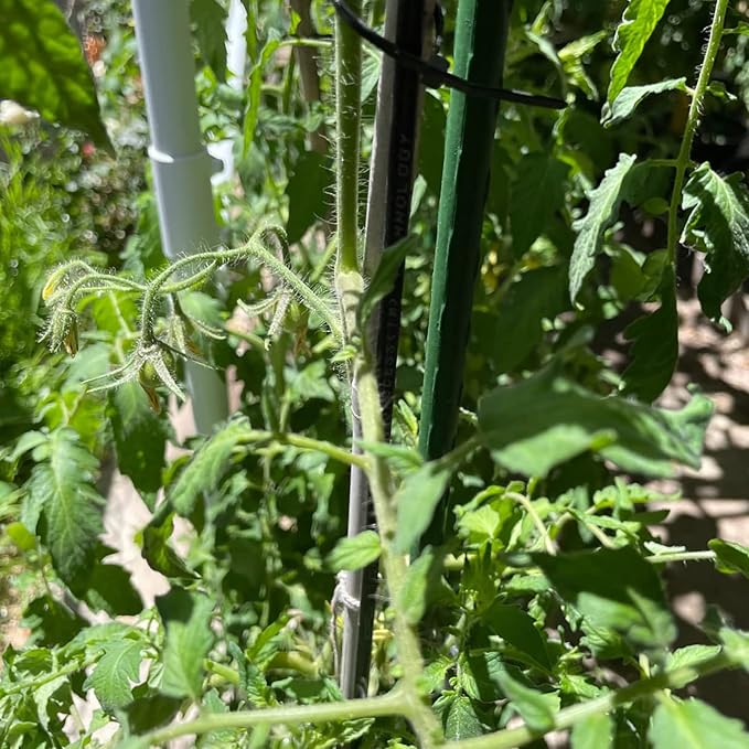 Garden Plant Stakes 48 Inch 4Ft Steel Plant Stick Support, 25 Pack Tomato Stakes for Growing Climbing Plants, Potted Plants, Tomatoes, Trees, Cucumber, Beans, Fences Poles-HomvellaHome