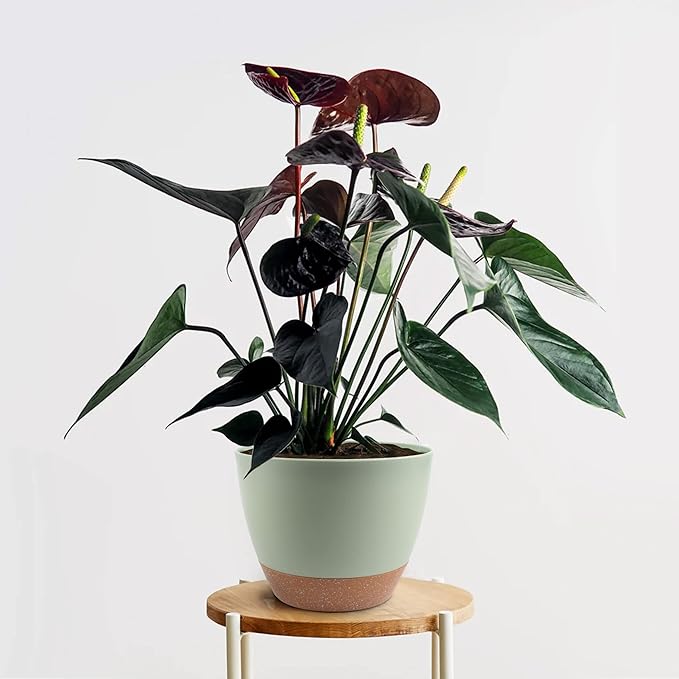 Giraffe Creation Plant Pots Set of 3 (12/10/9 inch), Self-Watering Indoor & Outdoor Flower Planters with Drainage Hole and Reservoir, Green-HomvellaHome