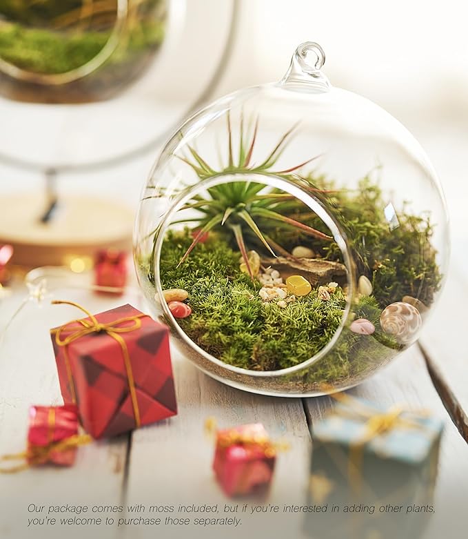 15-Piece Terrarium Kit with Live Moss – DIY Glass Globe Set with Tools, Soil, Stones & Spray Bottle – Indoor Mini Garden Gift for Plant Lovers, Home Decor & Zen Craft-HomvellaHome