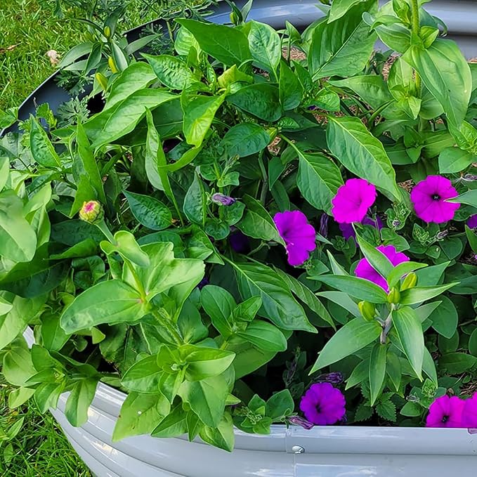 2 Pack 8x3x1FT Galvanized Raised Garden Bed Large Metal Planter Box Kit Elevated Raised Garden Planters for Outdoor Plants, Gray-HomvellaHome