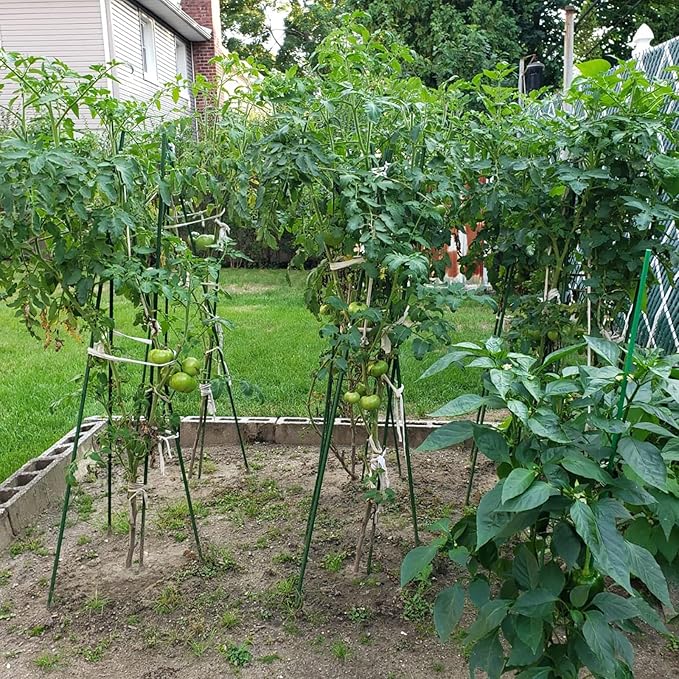 Garden Plant Stakes 57 Inch (Approx 5Ft) Steel Plant Stick Support, 25 Pack Tomato Stakes for Growing Climbing Plants, Potted Plants, Tomatoes, Trees, Cucumber, Beans, Fences Poles-HomvellaHome