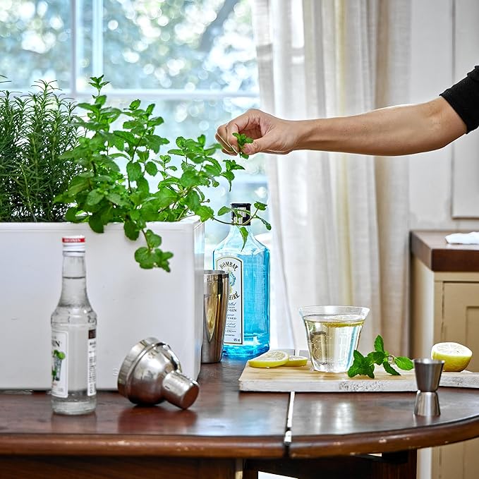 Glowpear Self-Watering Mini Bench Planter - 23.6" in Pot, Free Standing, UV Stable, Scalable, Indoor | Outdoor Pot with Water Gauge, for Home Kitchen Windowsill Gardening-HomvellaHome